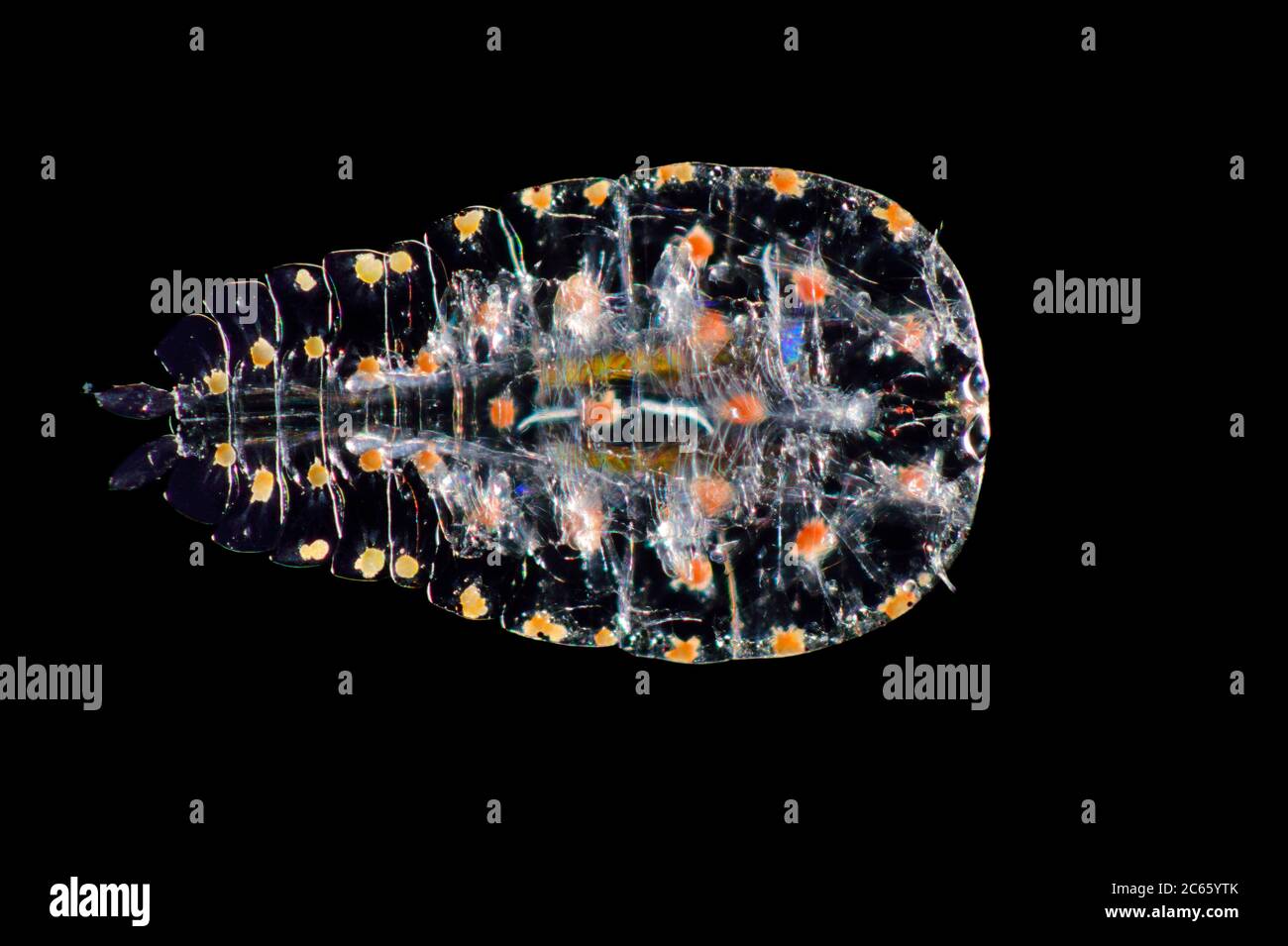 Captive [Digital Focus Stacking] Copepod planktonico marino (Sapphirina sp.) Sapphirina, anche chiamato zaffiri di mare è un copepod come diffratta la luce con il suo esoscheletro. Oceano Atlantico, vicino a Capo Verde Foto Stock