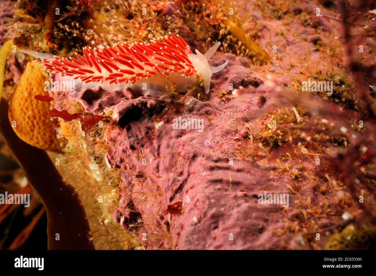 Nudiranch (Flabellina verrucosa) sulle alghe rosse, Oceano Atlantico, Strømsholmen, Norvegia nordoccidentale Foto Stock