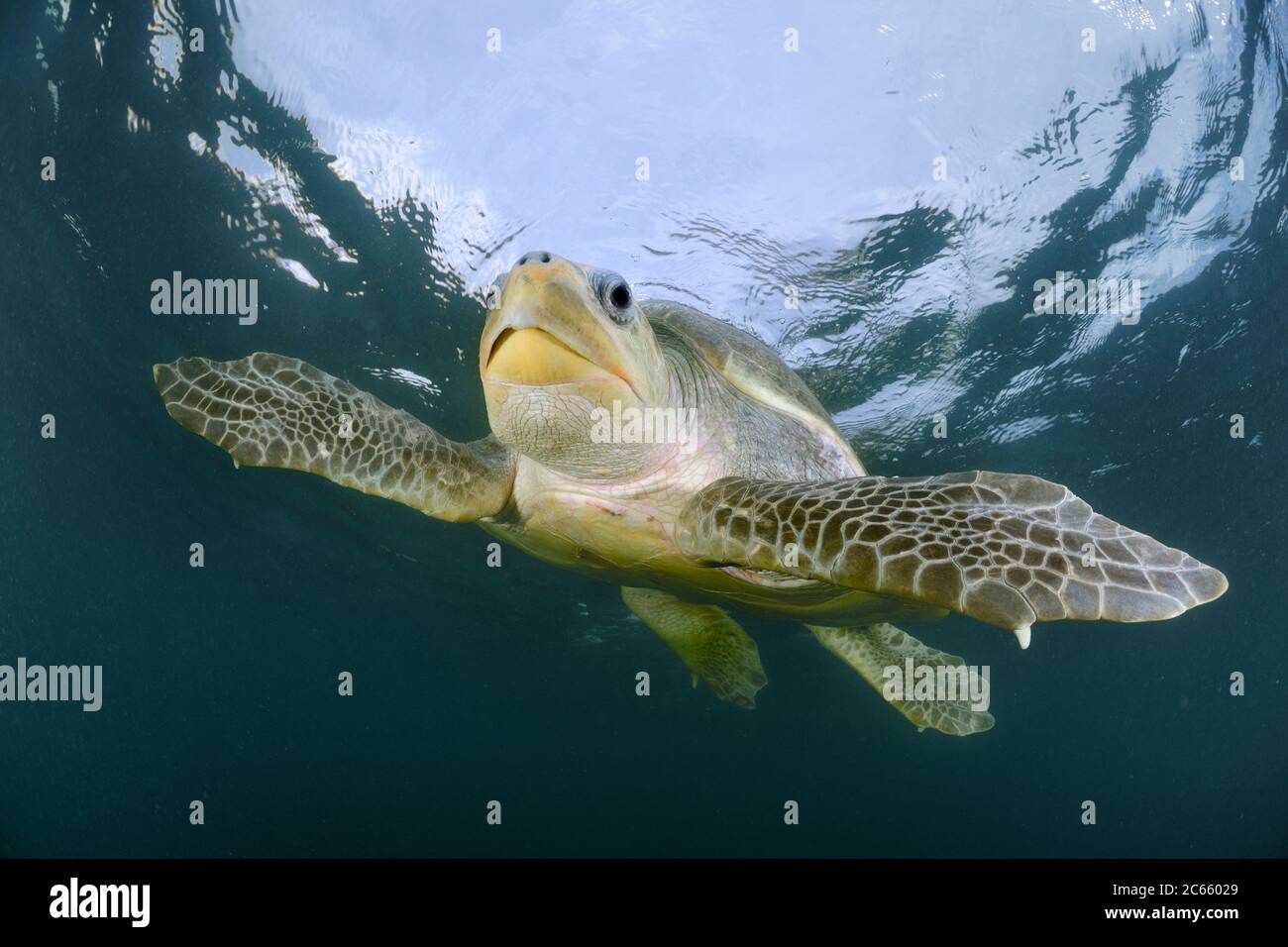 Molte tartarughe marine di tipo ulivo femminile ridley (Lepichelys olivacea) nuotano dall'oceano aperto verso la spiaggia di Ostional, Costa Rica, Oceano Pacifico per riunirsi per un arribada (evento di nidificazione di massa). Foto Stock