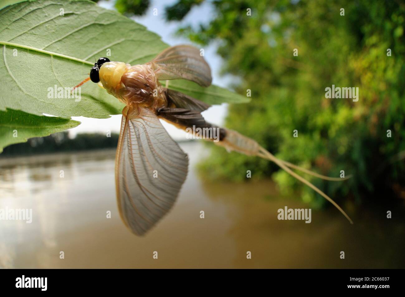 Subito dopo l'atterraggio nella vegetazione della riva del fiume il mayfly maschile a coda lunga (Palingenia longicauda) inizia a sottoporsi al suo ultimo molt. La vecchia pelle si apre sul retro dell'animale e sarà lasciata dietro sulla foglia, che assomiglia a un fantasma pallido della mosca. Tisza fioritura (Tiszavirágzás). È quando milioni di mayflies dalla lunga coda (Palingenia longicauda) stanno aumentando in enormi nuvole, si riproducono e periscono, tutto in poche ore. Foto Stock