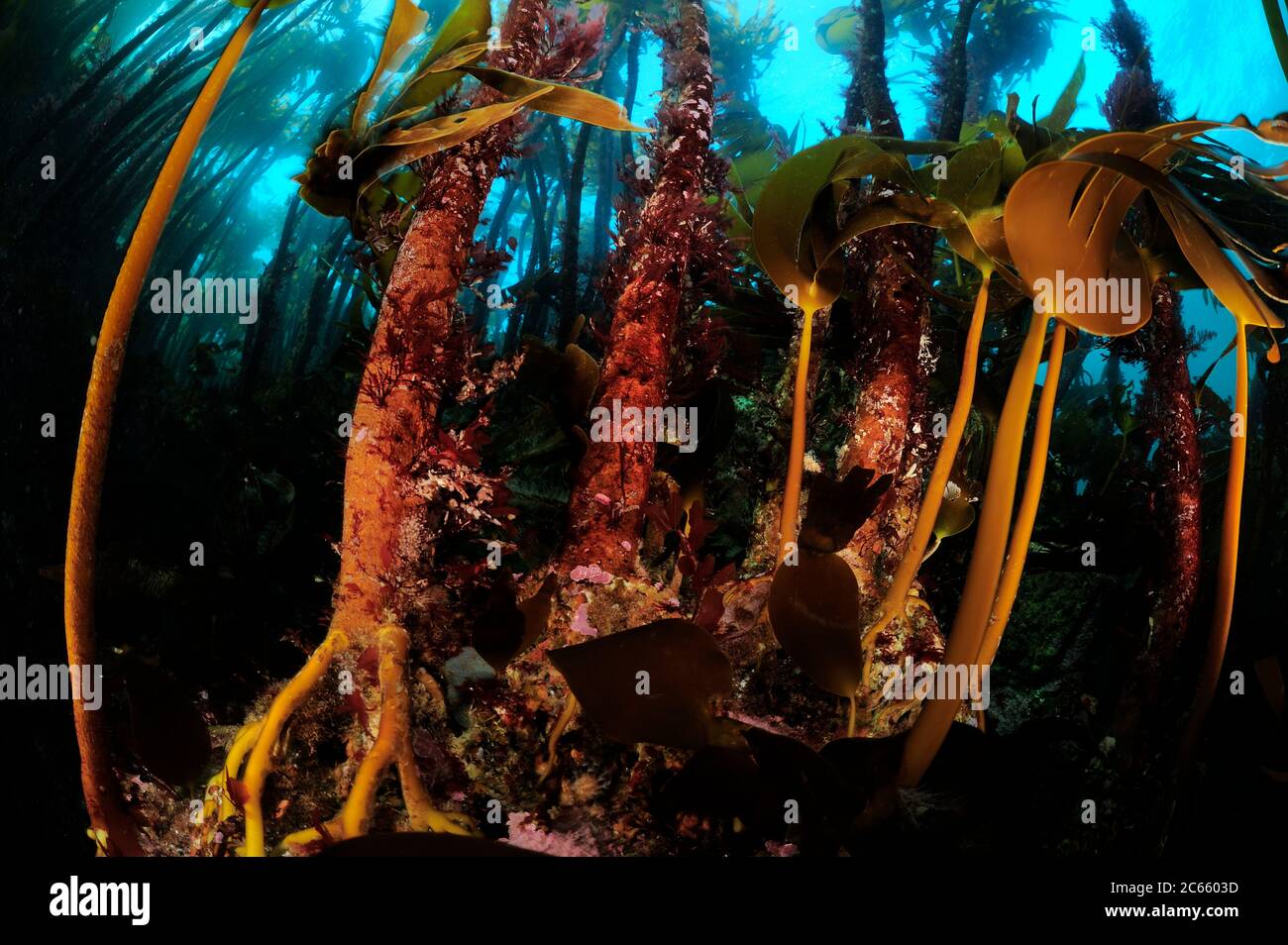 La foresta di kelp è principalmente la Laminaria iperborea, ma le alghe brune più piccole sulla destra sono Oarweed (Lamaria digitata), Oceano Atlantico, Strømsholmen, Norvegia nordoccidentale Foto Stock