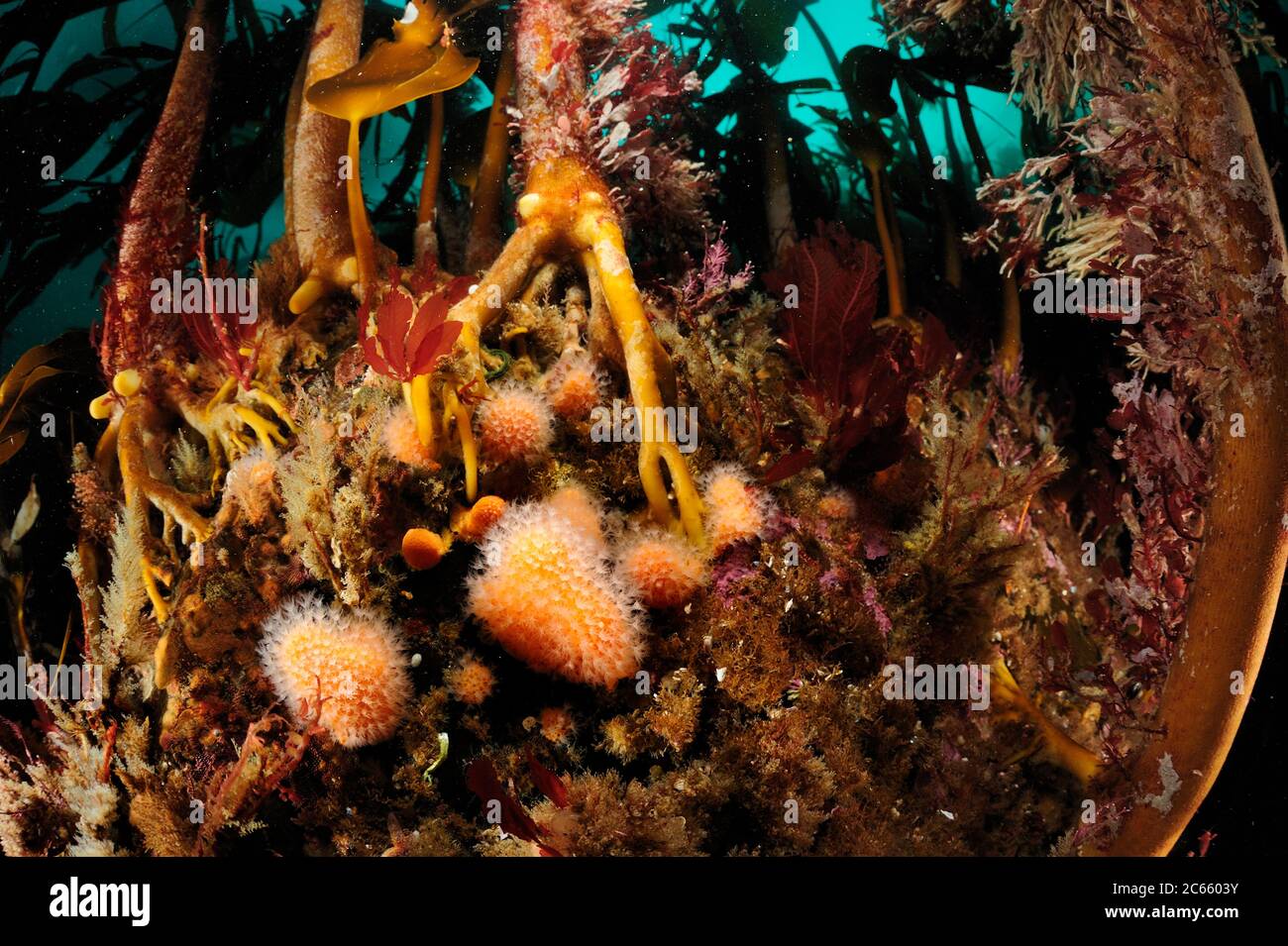 Foresta di kelp (Laminaria iperborea) con le dita dell'uomo morto (Alcyonium digitatum), Oceano Atlantico, Strømsholmen, Norvegia nordoccidentale Foto Stock