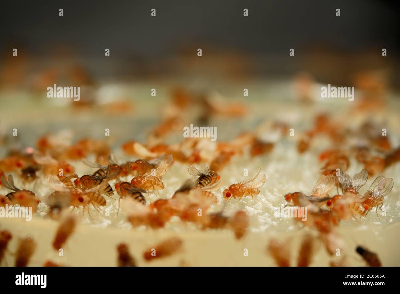 Fruit Fly (Drosophila melanogaster) coltura di laboratorio con mutazione gialla, riccia e arancione. La mutazione è usata come marcatore genetico. Foto Stock