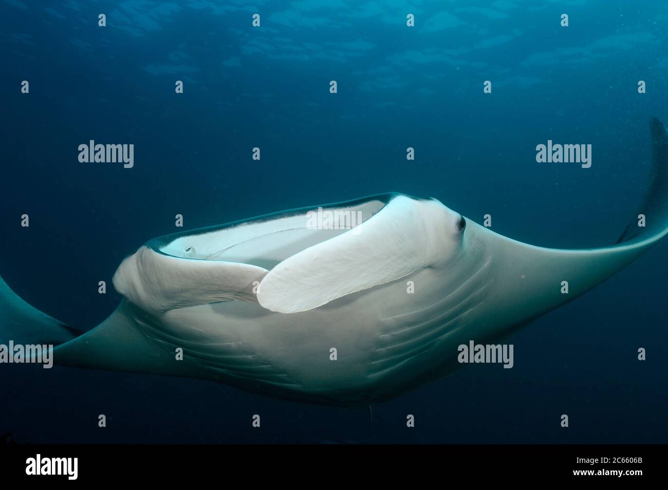 Razze di manta giganti (Manta birostris) Raja Nord Ampat, Papua Occidentale, Indonesia, Oceano Pacifico [dimensione di un organismo singolo: 7 m] Foto Stock