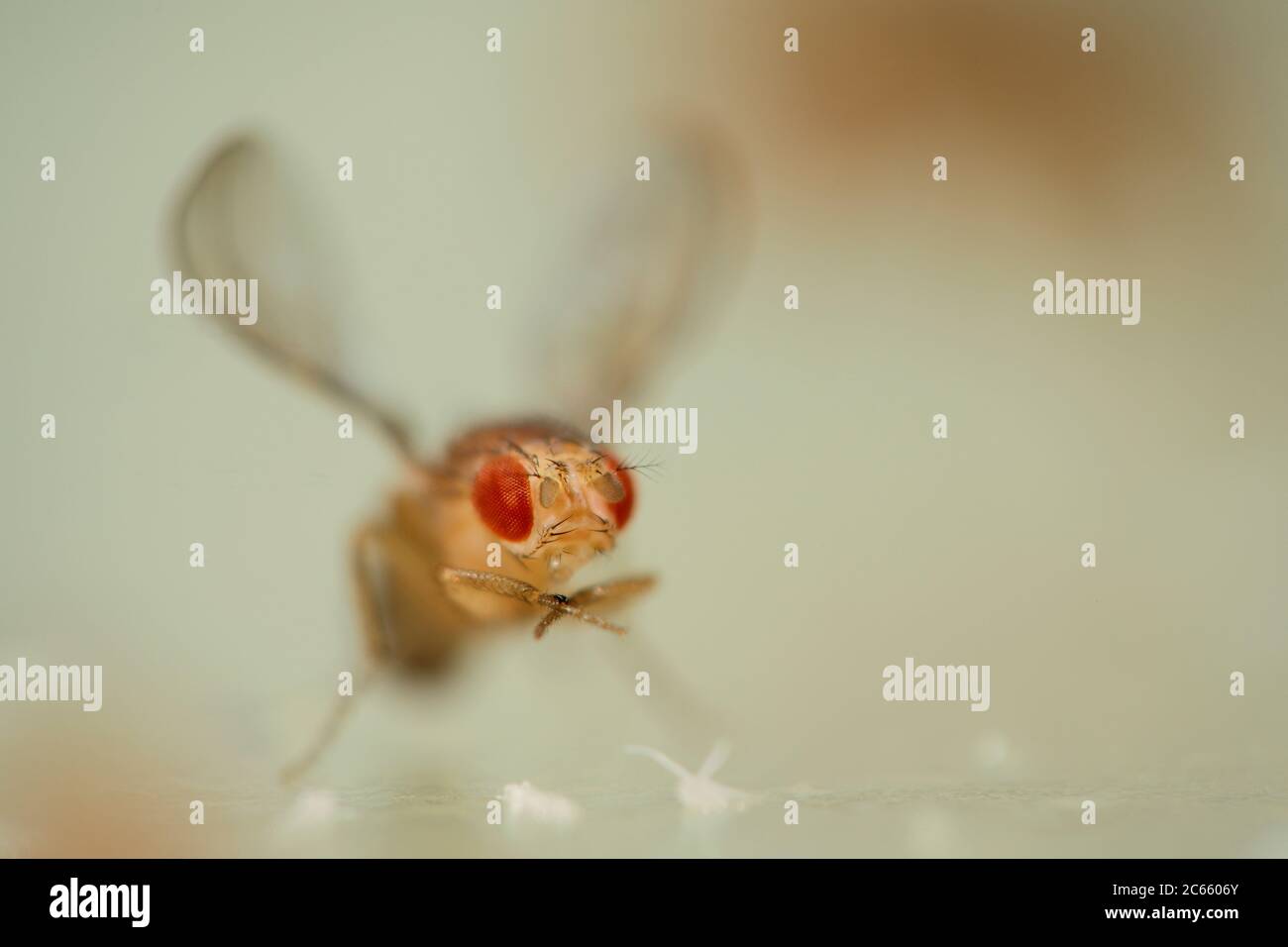 Tipo ricci (le ali si incurvano dal corpo) Fruit Fly (Drosophila melanogaster) in laboratorio di coltura. Foto Stock