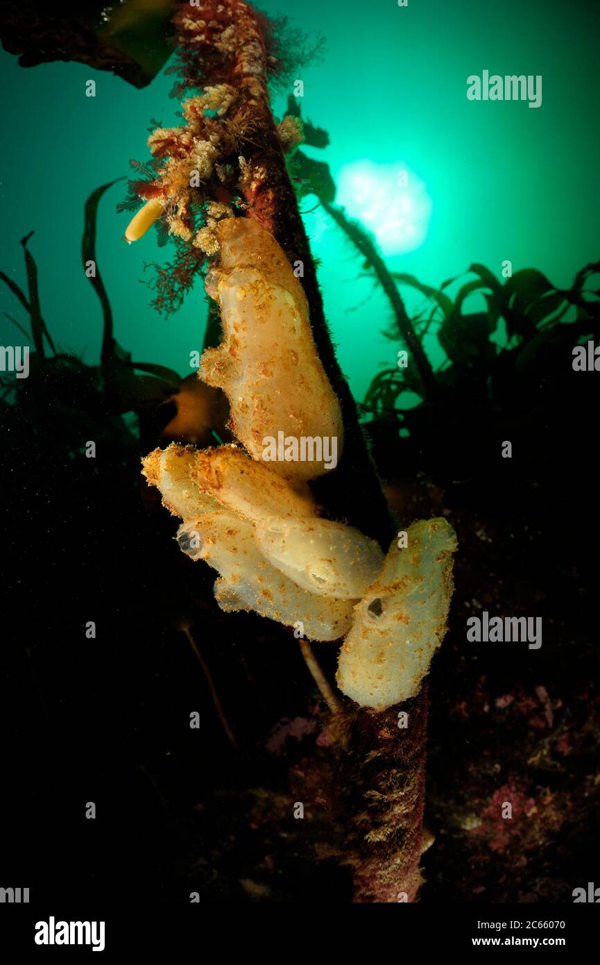Scaglietta marina europea (Ascidiella aspersa) su Kelp (Laminaria hyperborea), Oceano Atlantico, Strømsholmen, Norvegia nordoccidentale Foto Stock