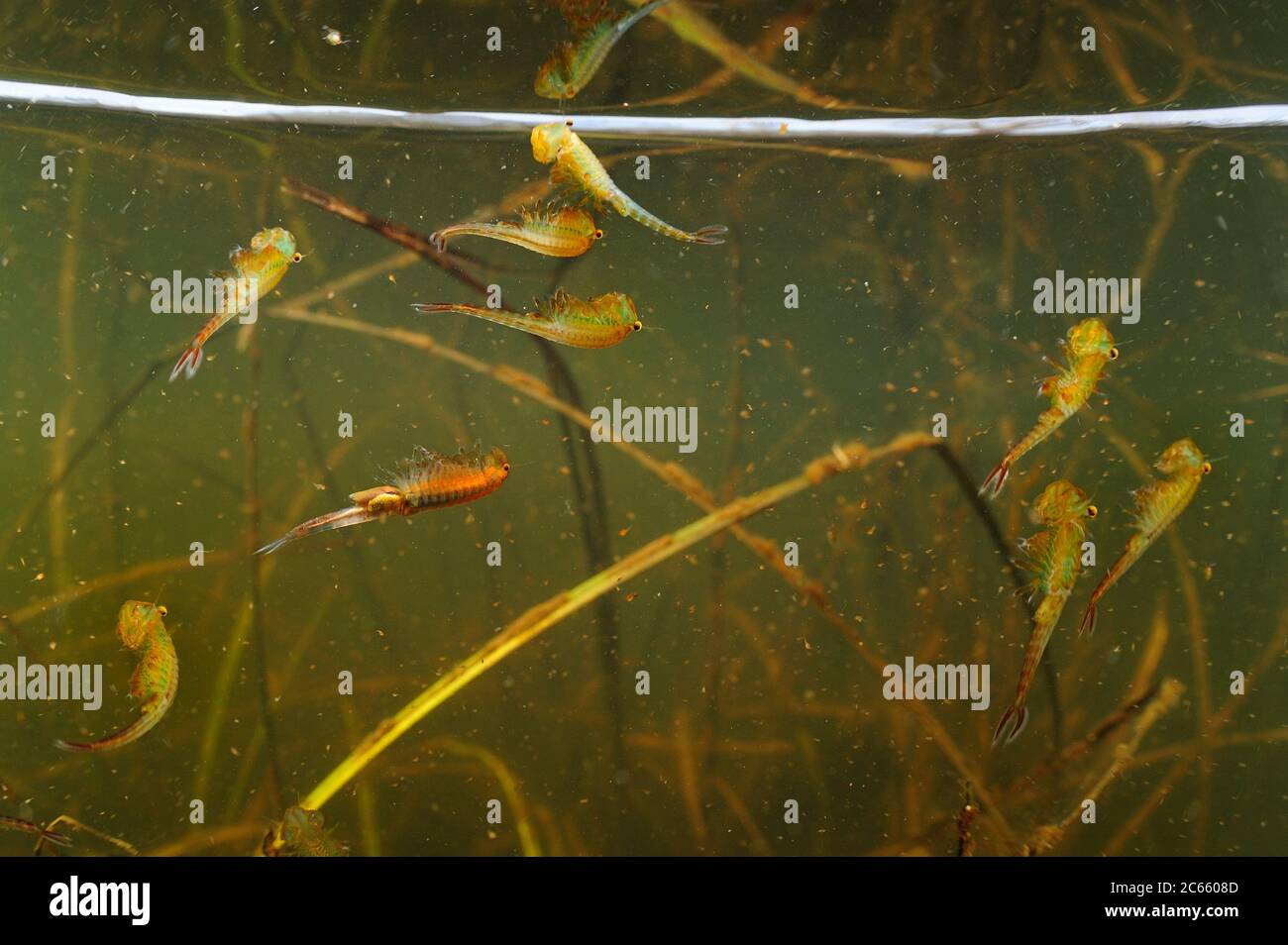 Fairy Gamberetti (Eubranchipus grubii) in floodplain piscina vicino al fiume Elba, Germania. Foto Stock