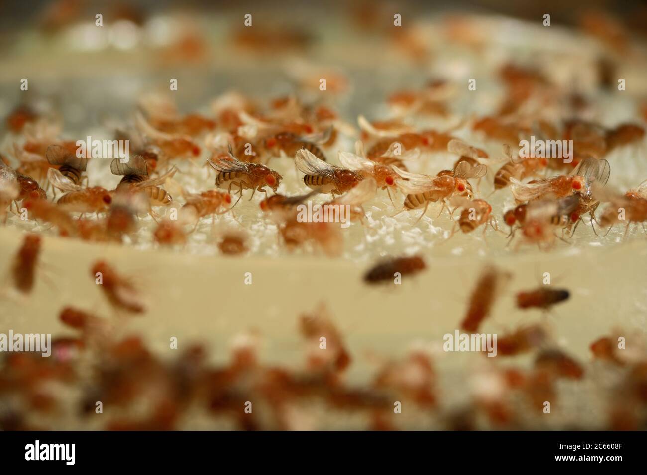 Fruit Fly (Drosophila melanogaster) coltura di laboratorio con mutazione gialla, riccia e arancione. La mutazione è usata come marcatore genetico. Foto Stock