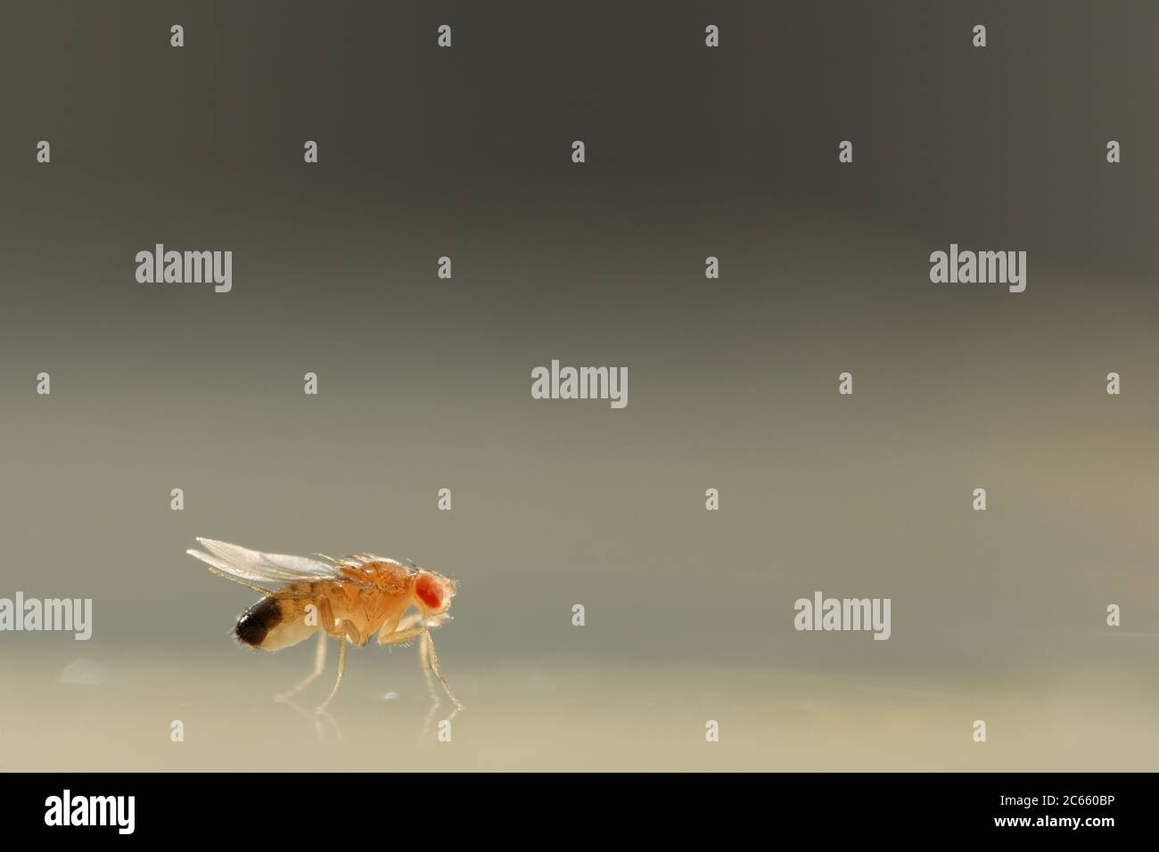 Mutante curly della mosca di frutta (Drosophila melanogaster). La mutazione è usata come marcatore genetico. Foto Stock