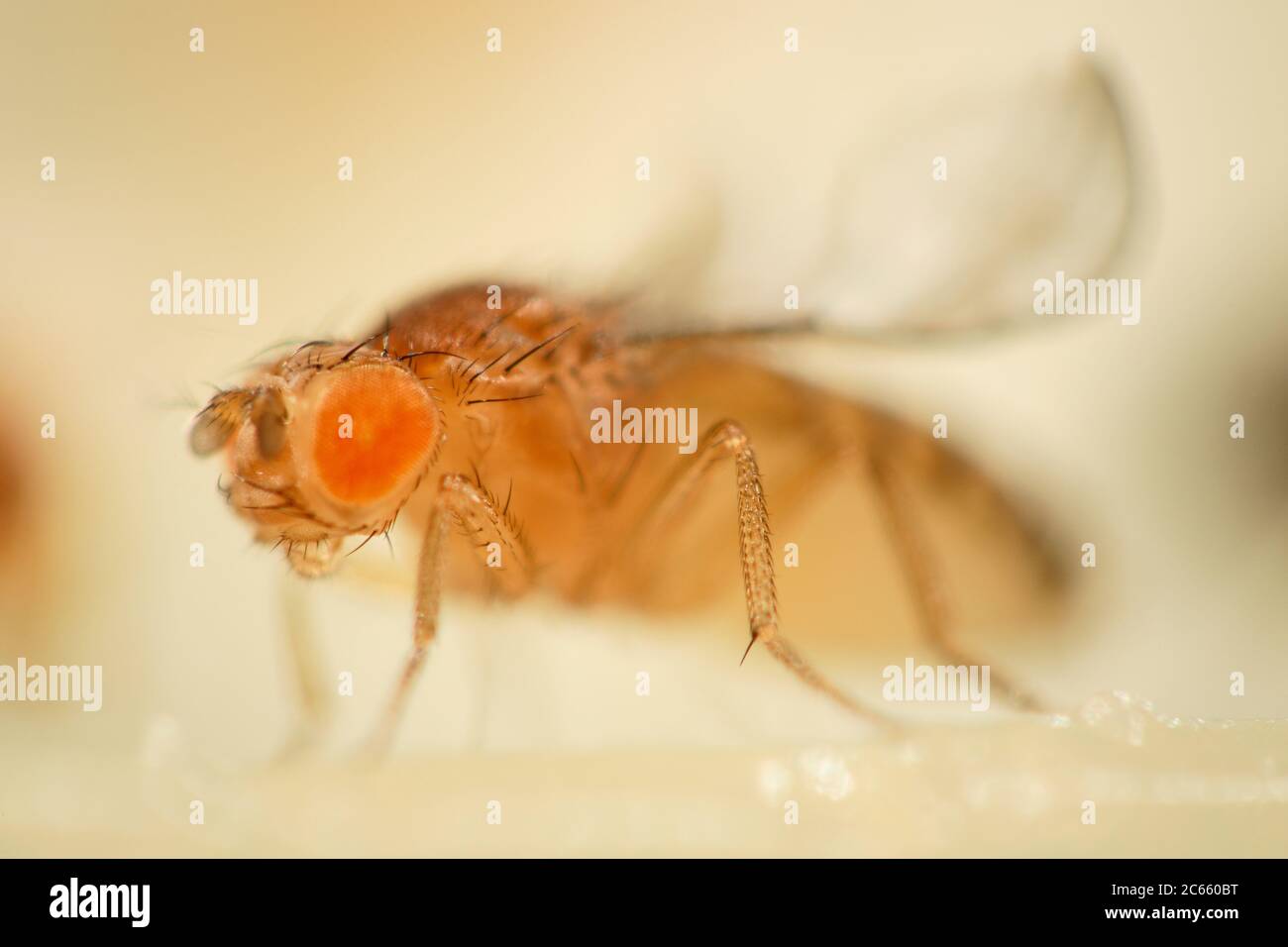 Curly + mutante arancione della mosca di frutta (Drosophila melanogaster). La mutazione è usata come marcatore genetico. Foto Stock