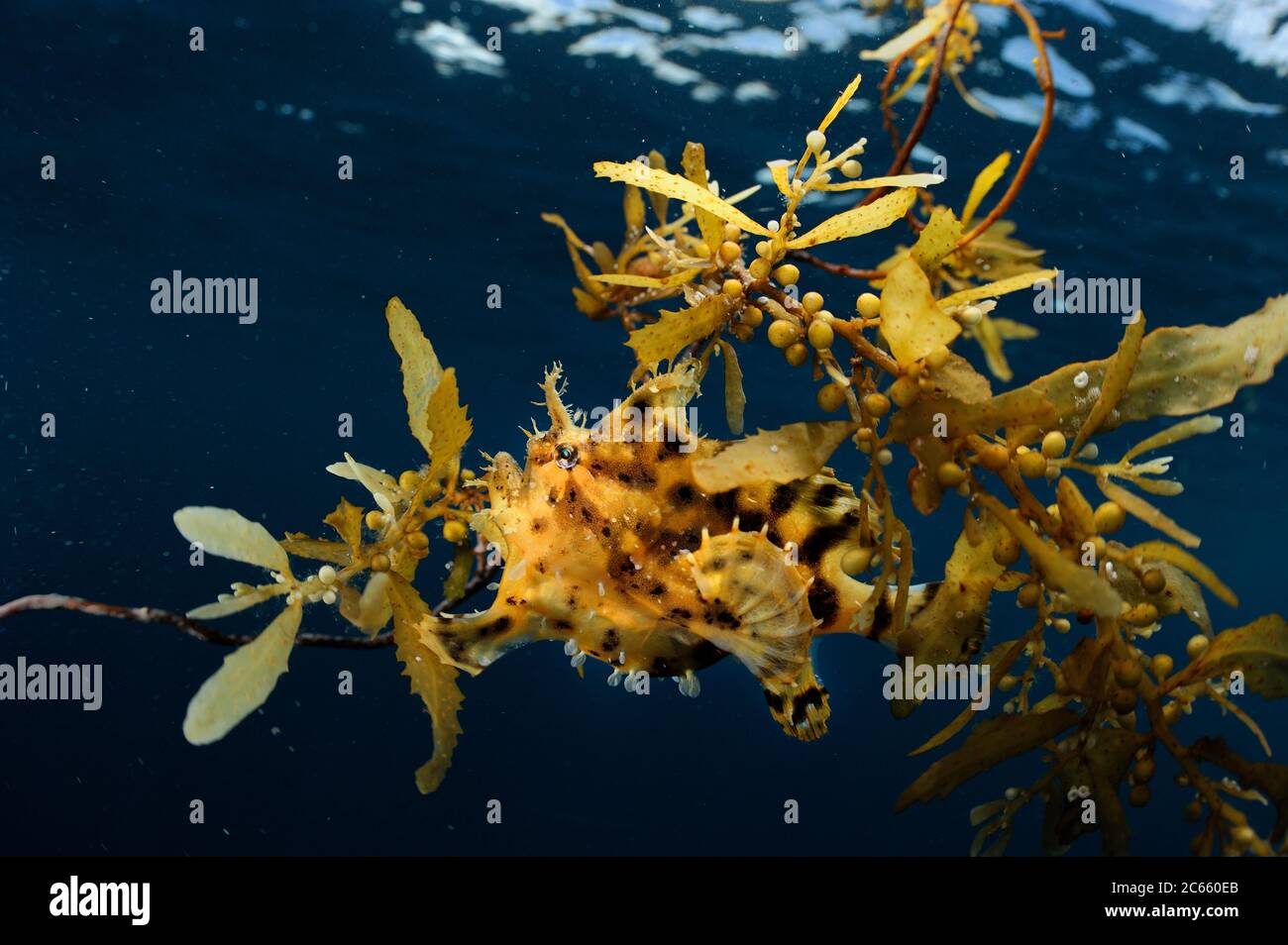 Sargassum Fish (histrio histrio) vicino alla superficie su Sargassum Weed galleggiante, Raja Ampat, Papua occidentale, Indonesia, Oceano Pacifico Foto Stock