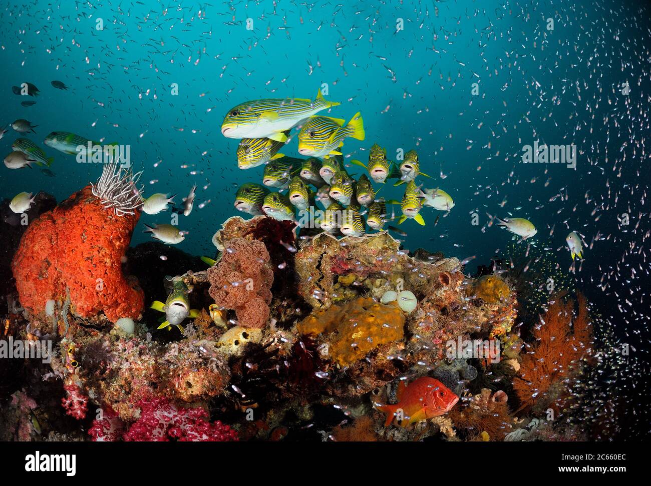 Scuola Sweetlips giallo-nastro (Plectorhinchus polytaenia) Raja Ampat, Papua occidentale, Indonesia, Oceano Pacifico Foto Stock