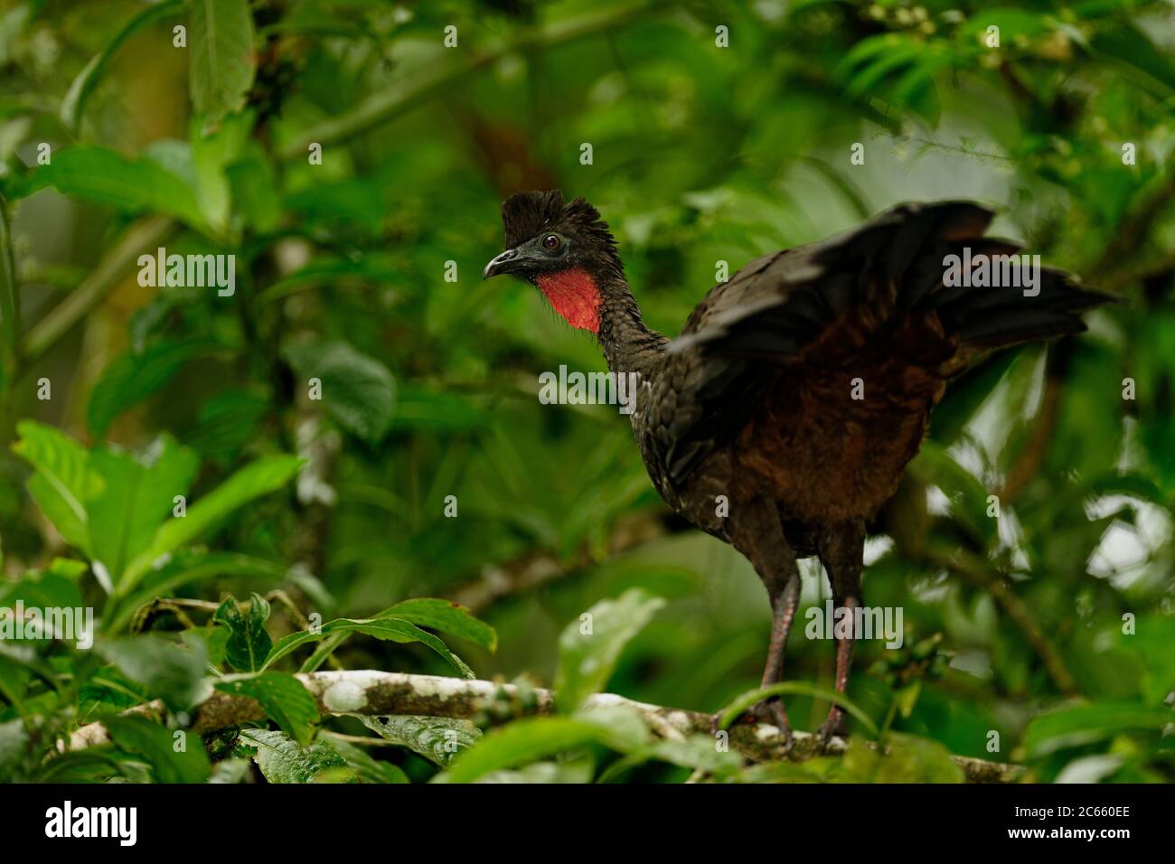 Guan crestato (Penelope purascanvens), la Selva Biological Station, Costa Rica Foto Stock