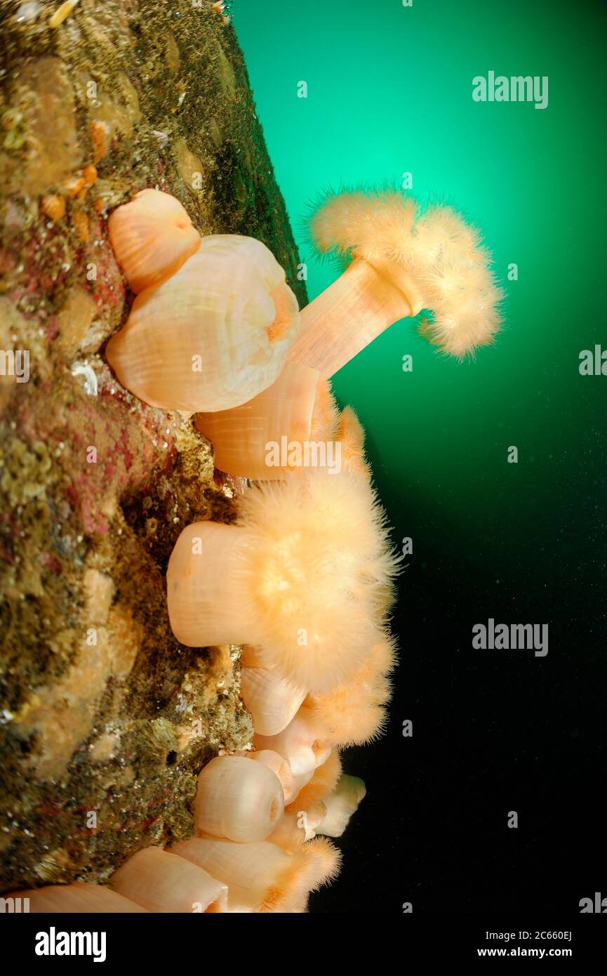 Anemone di Plumose (Metridium senile), Oceano Atlantico, Strømsholmen, Norvegia nordoccidentale [dimensione del singolo organismo: 20 cm] Foto Stock