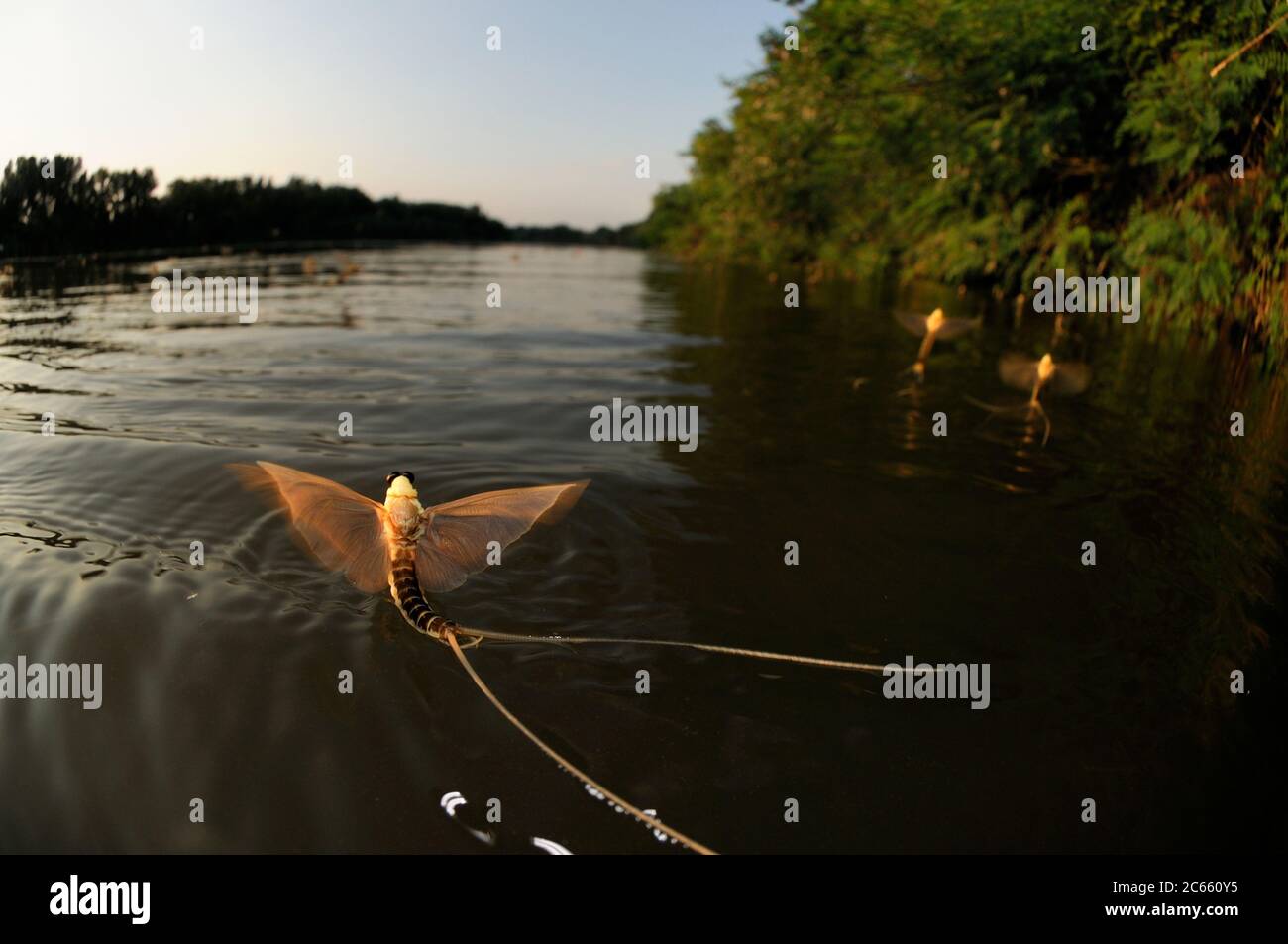 I primi mayflies maschi a coda lunga (Palingenia longicauda) stanno volando sopra il fiume Tisza alla ricerca delle femmine che stanno per schiudere mezz'ora più tardi dei maschi. Tisza fioritura (Tiszavirágzás). È quando milioni di mayflies dalla lunga coda (Palingenia longicauda) stanno aumentando in enormi nuvole, si riproducono e periscono, tutto in poche ore. Foto Stock
