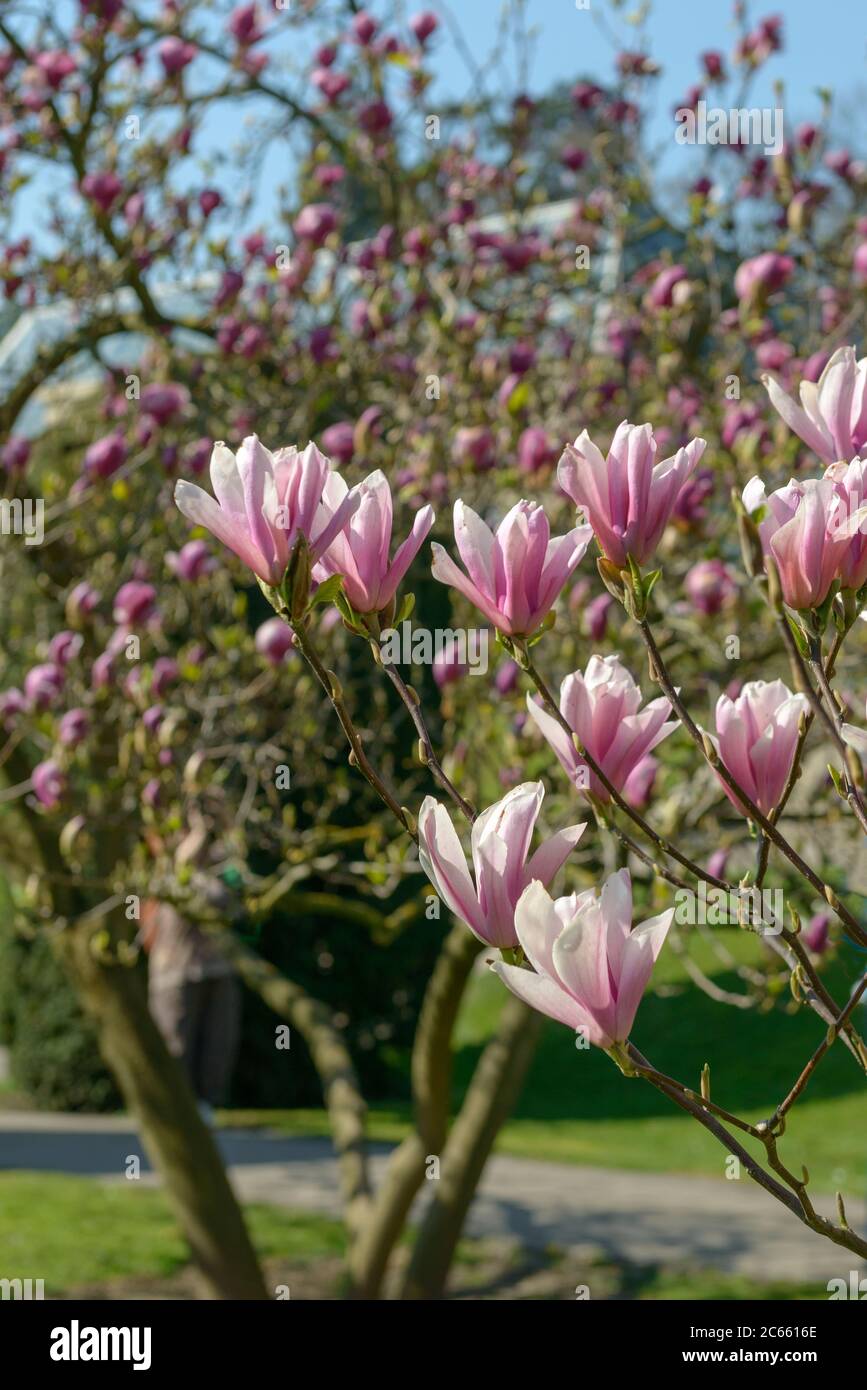 Tulpen-Magnolie Magnolia profumo di cielo Foto Stock