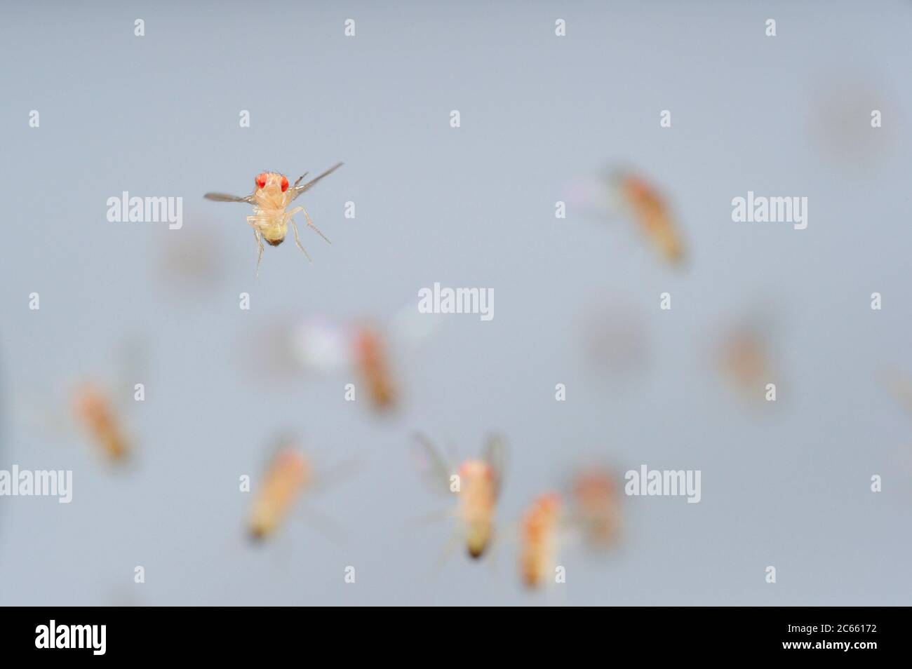 Frutta di tipo selvatico Fly (Drosophila melanogaster) in filght in una coltura di laboratorio. Foto Stock