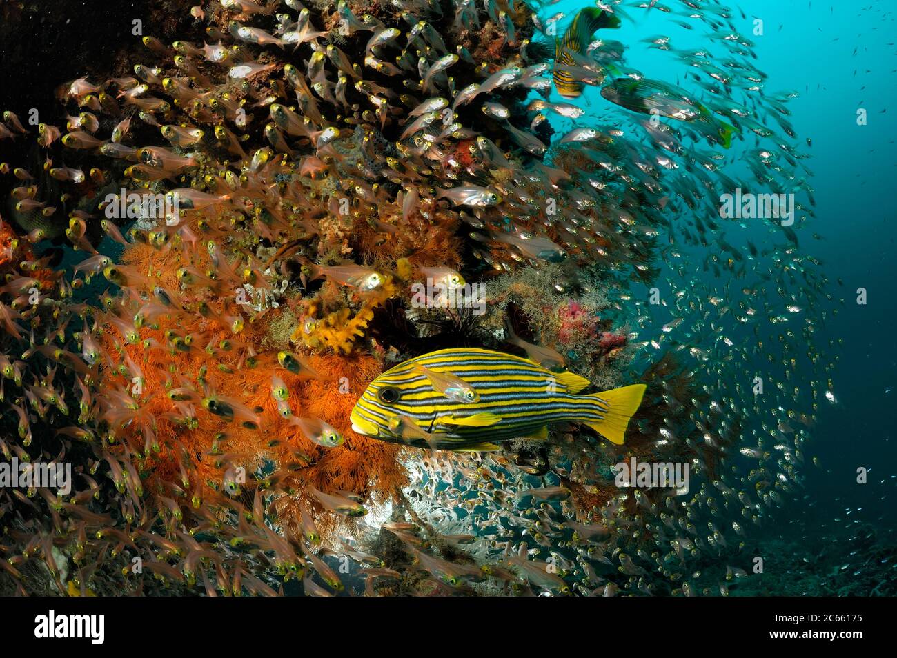 Lacca gialla (Plectorhinchus polytaenia) Raja Ampat, Papua occidentale, Indonesia, Oceano Pacifico Foto Stock