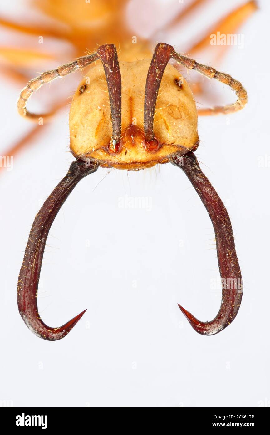 [Digital focus stacking] Ant ritratto, Army ant, Eciton burchellii, Ants della sottofamiglia Ecitoninae. La foto è stata scattata in collaborazione con lo 'Staatl. Museo für Naturkunde Karlsruhe' Foto Stock
