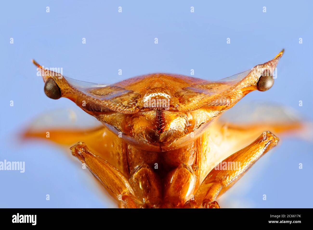[Digital focus stacking] Ant ritratto, Cephalotes clypeatus, Picture è stato realizzato in collaborazione con lo 'Staatl. Museo für Naturkunde Karlsruhe'. Foto Stock