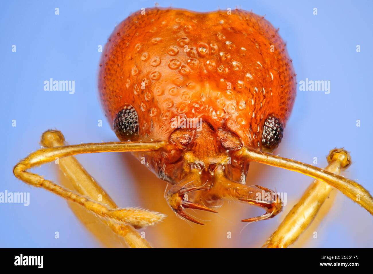 [Digital focus stacking] Ant ritratto, Acanthognathus brevicornis è una formica morfologicamente esotica e relativamente rara, Rio Grande do sul, Brasile, Picture è stato preso in collaborazione con lo 'Staatl. Museo für Naturkunde Karlsruhe'. Foto Stock