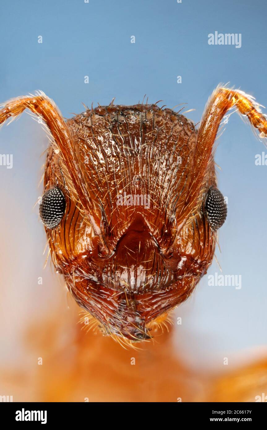 [Digital focus stacking] formica rossa comune (Myrmica rubra) Foto Stock