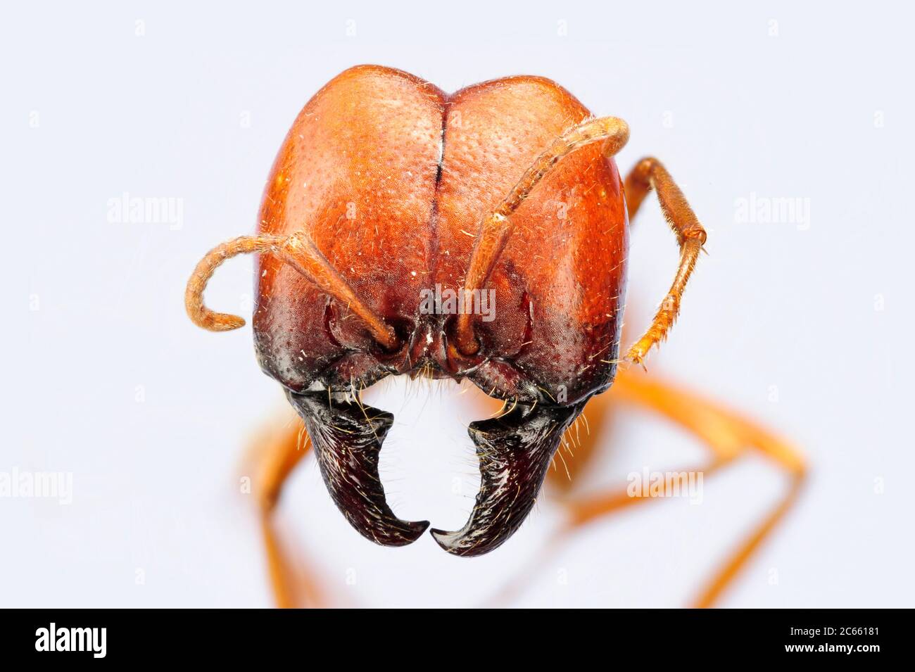 [Digital focus stacking] Ant ritratto, Labidus coecus, Picture è stato realizzato in collaborazione con lo 'Staatl. Museo für Naturkunde Karlsruhe'. Foto Stock