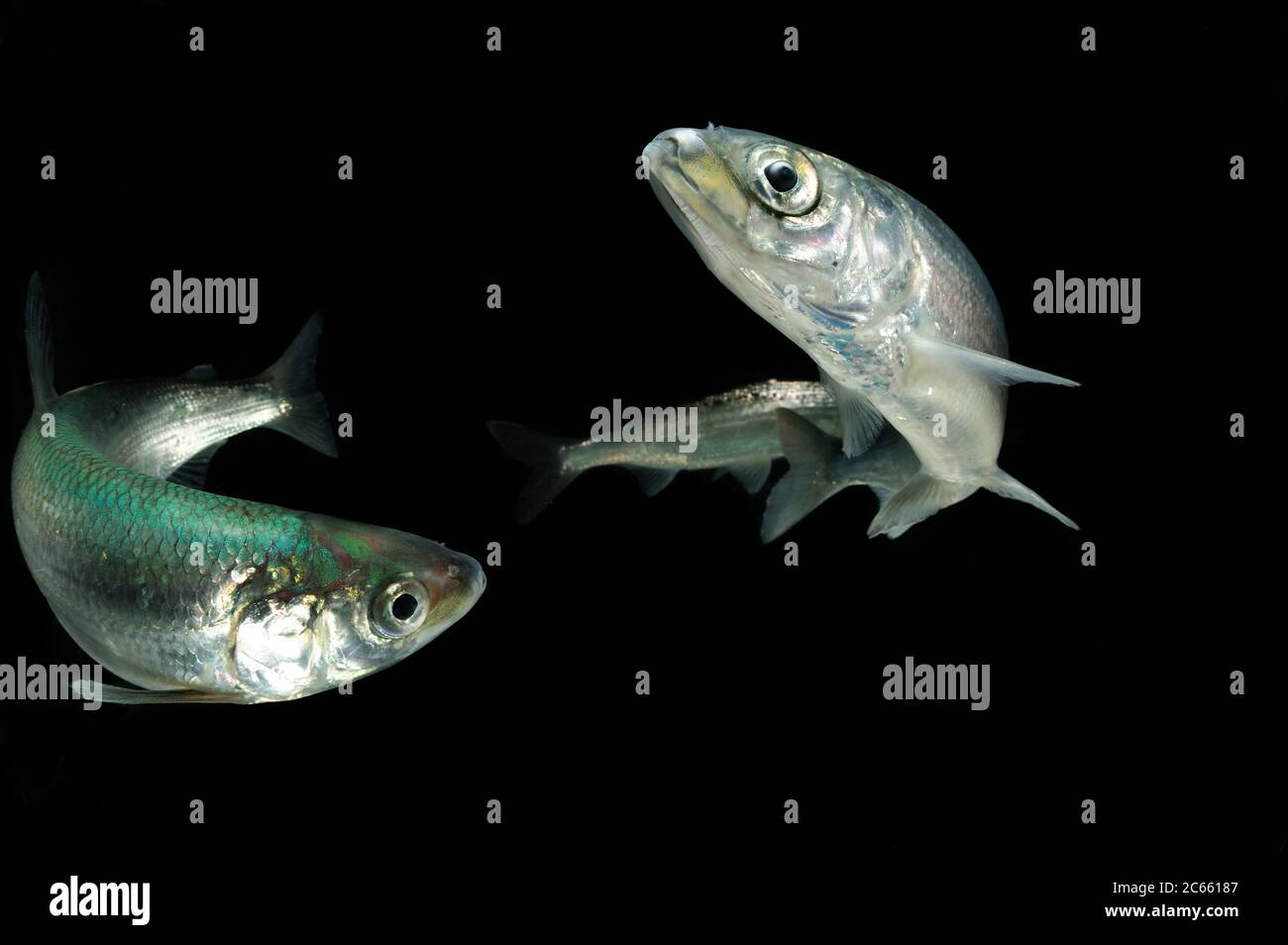 [M] Vendace (Coregonus albula) sbiancante d'acqua dolce (Captive & digital composite of two images) Foto Stock