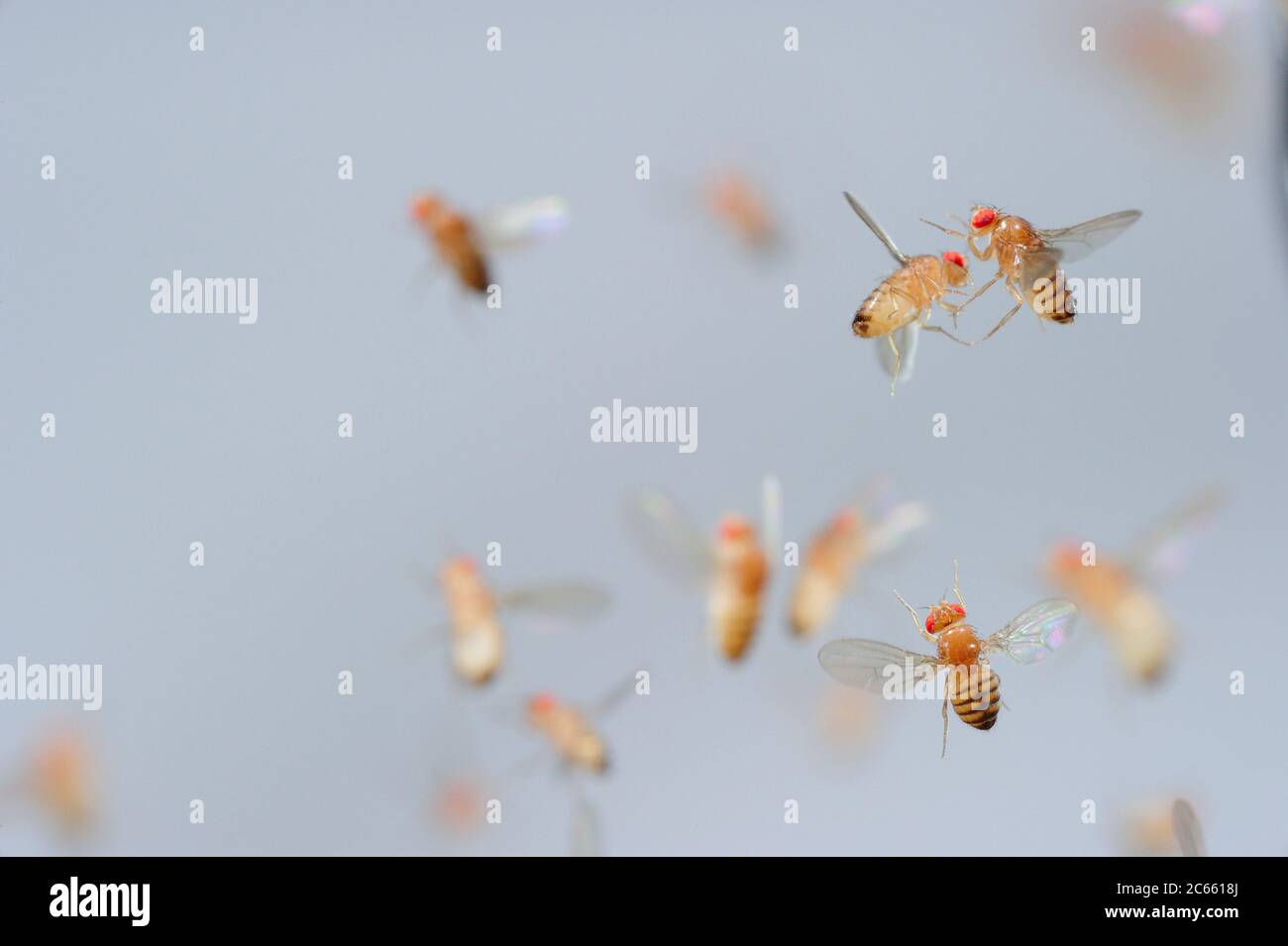 Frutta di tipo selvatico Fly (Drosophila melanogaster) in filght in una coltura di laboratorio. Foto Stock