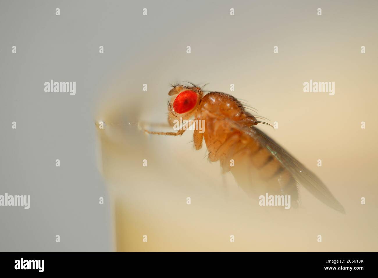 Tipo selvatico Mosca della frutta (Drosophila melanogaster) laboratorio di cultura. Foto Stock
