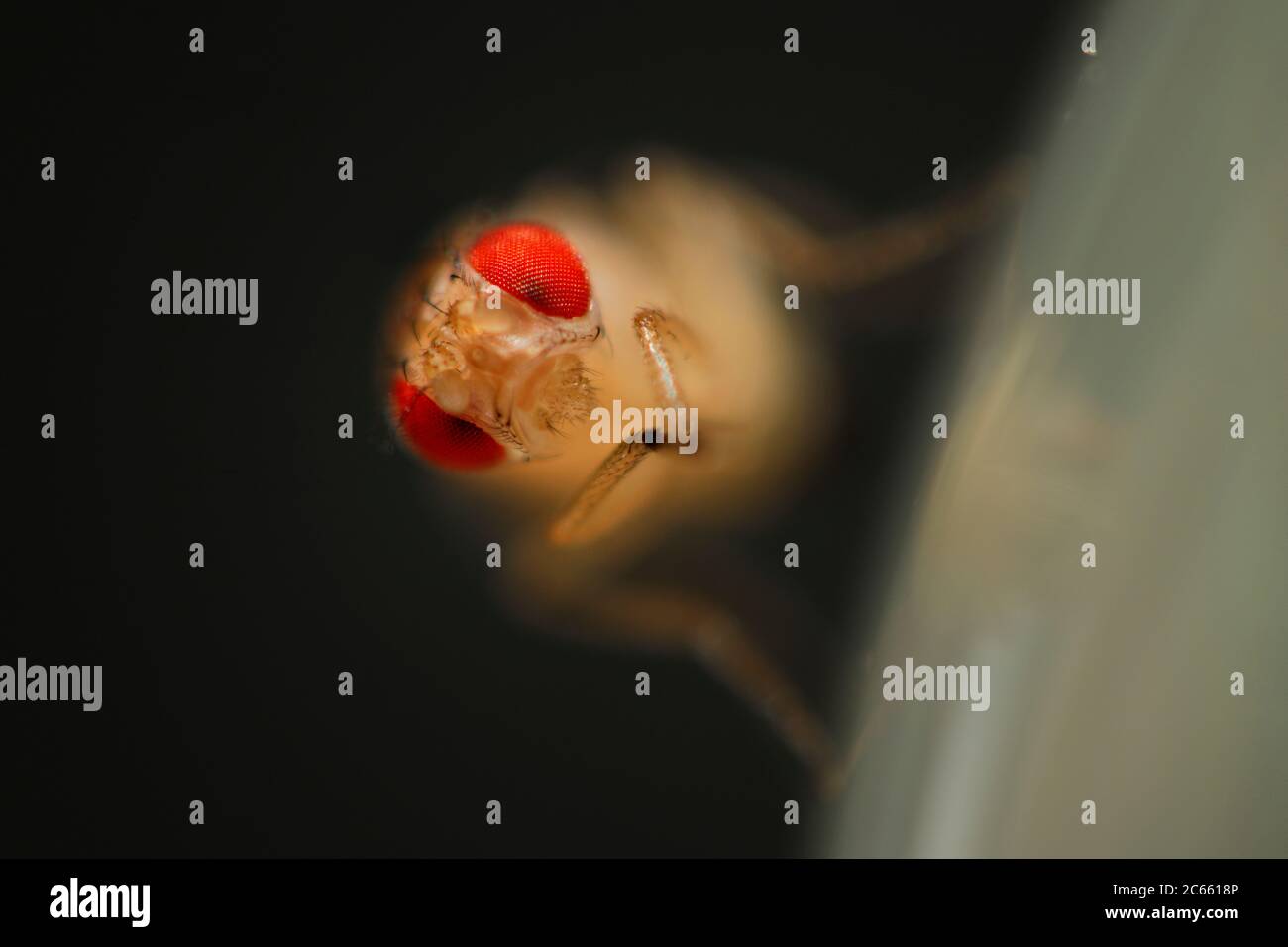 Tipo selvatico Mosca della frutta (Drosophila melanogaster) laboratorio di cultura. Foto Stock