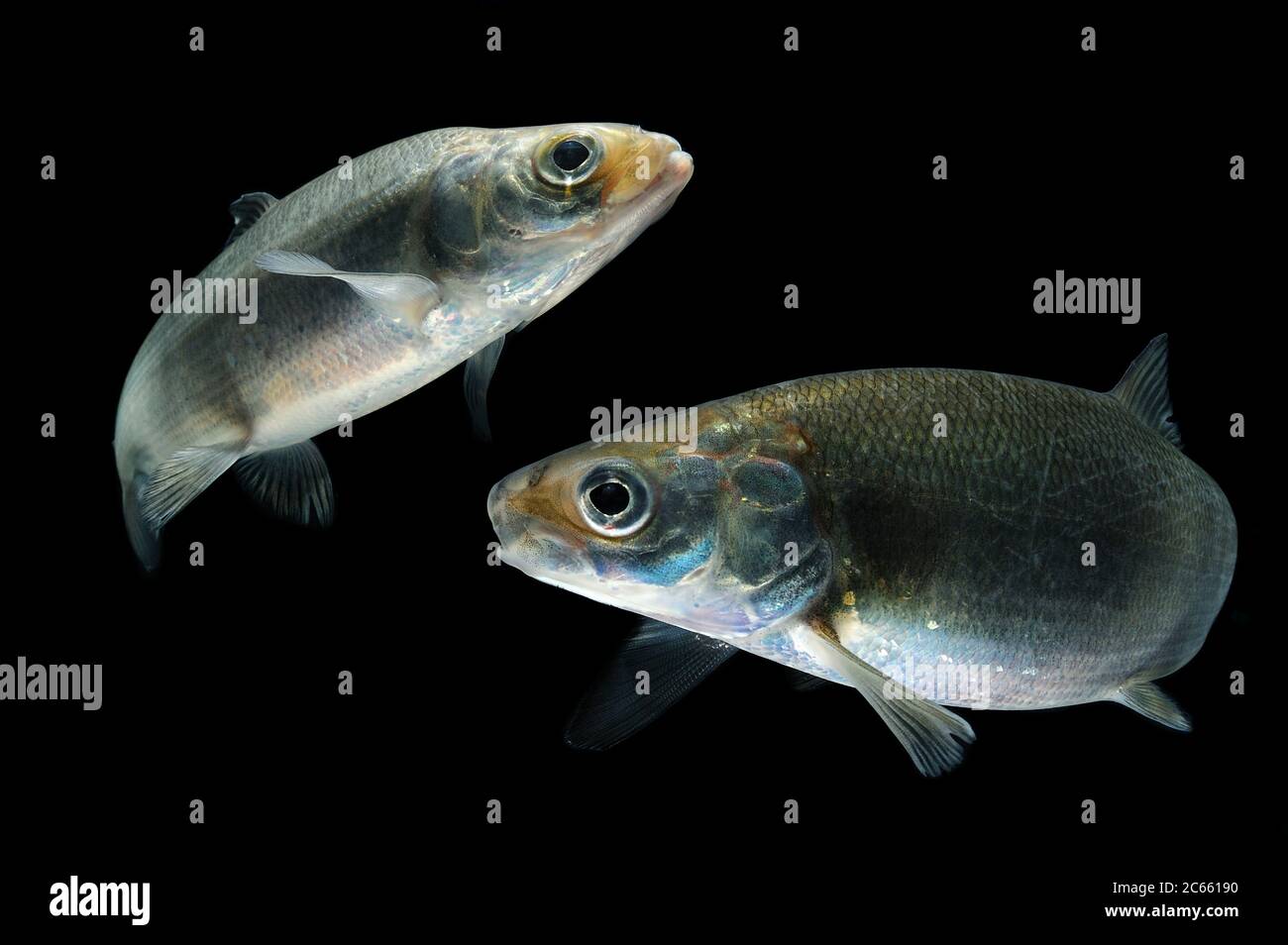 [M] White fish europeo (Coregonus lavaretus) (composito di due immagini in cattività e digitale) Foto Stock