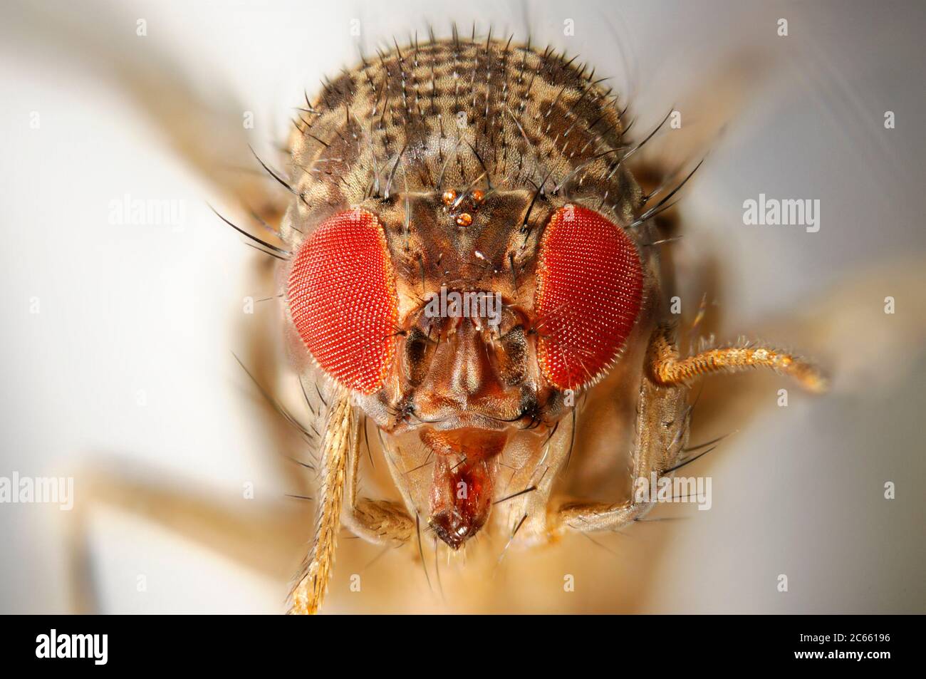 [Digital focus Stacking] Fly Wild Fruit (Drosophila melanogaster) Foto Stock