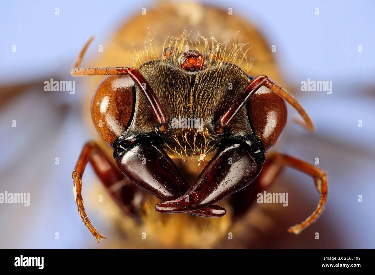 [Digital focus stacking] Ant Portrait, Dorylus sp., male, Nigeria, Picture è stato realizzato in collaborazione con lo 'Staatl. Museo für Naturkunde Karlsruhe'. Foto Stock