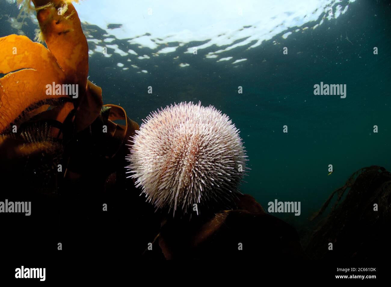 Riccio di mare commestibile / riccio di mare comune (Echinus esculentus) (dt. Esbarer Seeigel) Foto Stock