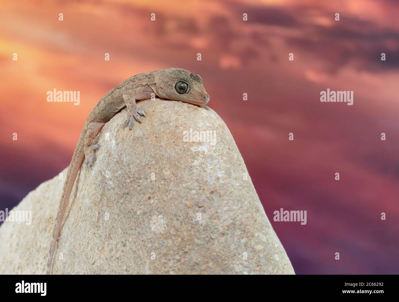 Primo piano di una casa comune Gecko che risalta su una roccia con un tramonto sullo sfondo Foto Stock