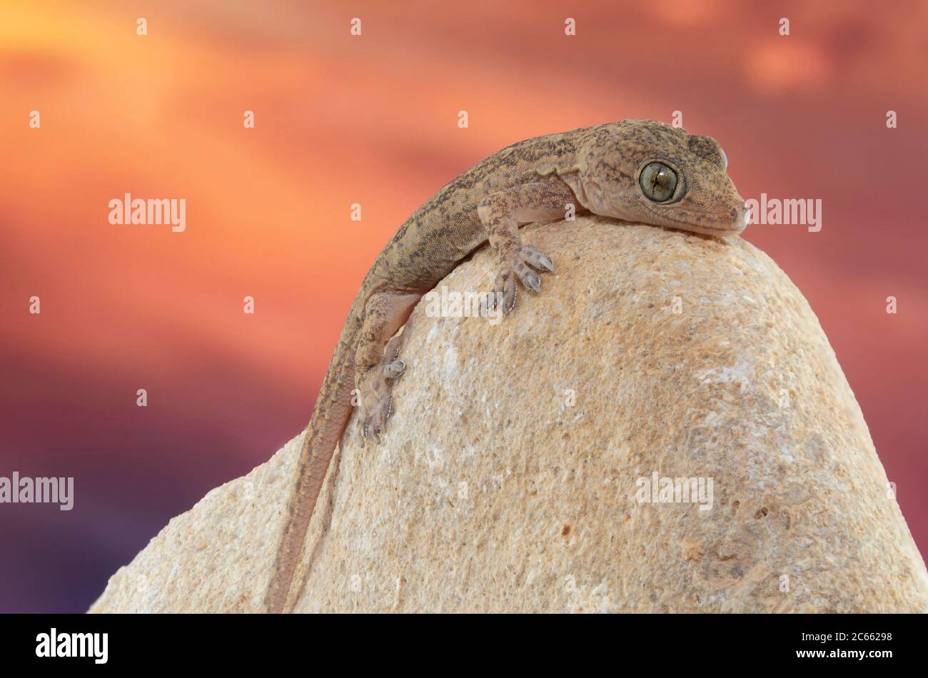 Primo piano di una casa comune Gecko che risalta su una roccia con un tramonto sullo sfondo Foto Stock