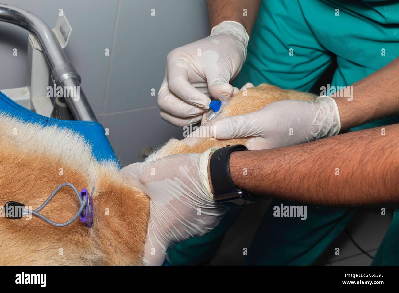 Un veterinario posiziona e cannula endovenosa in un cane prima di iniziare l'intervento chirurgico Foto Stock