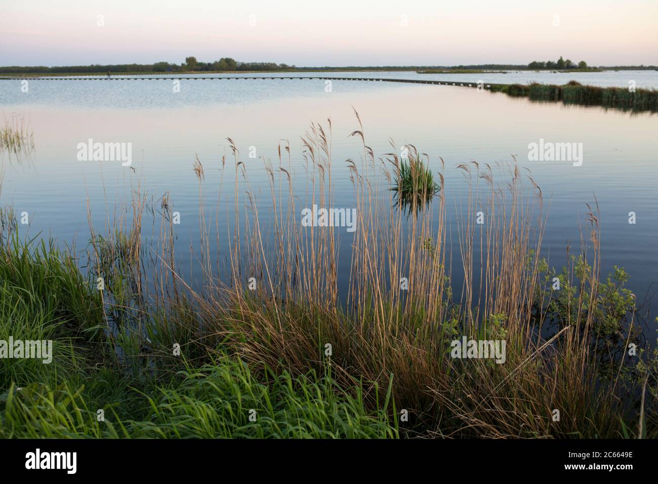 Canna sulla riva del lago Foto Stock