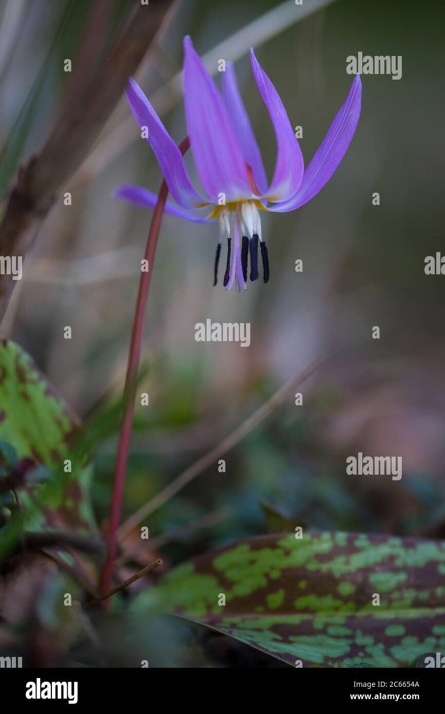 Fiore viola-dente-cane Foto Stock