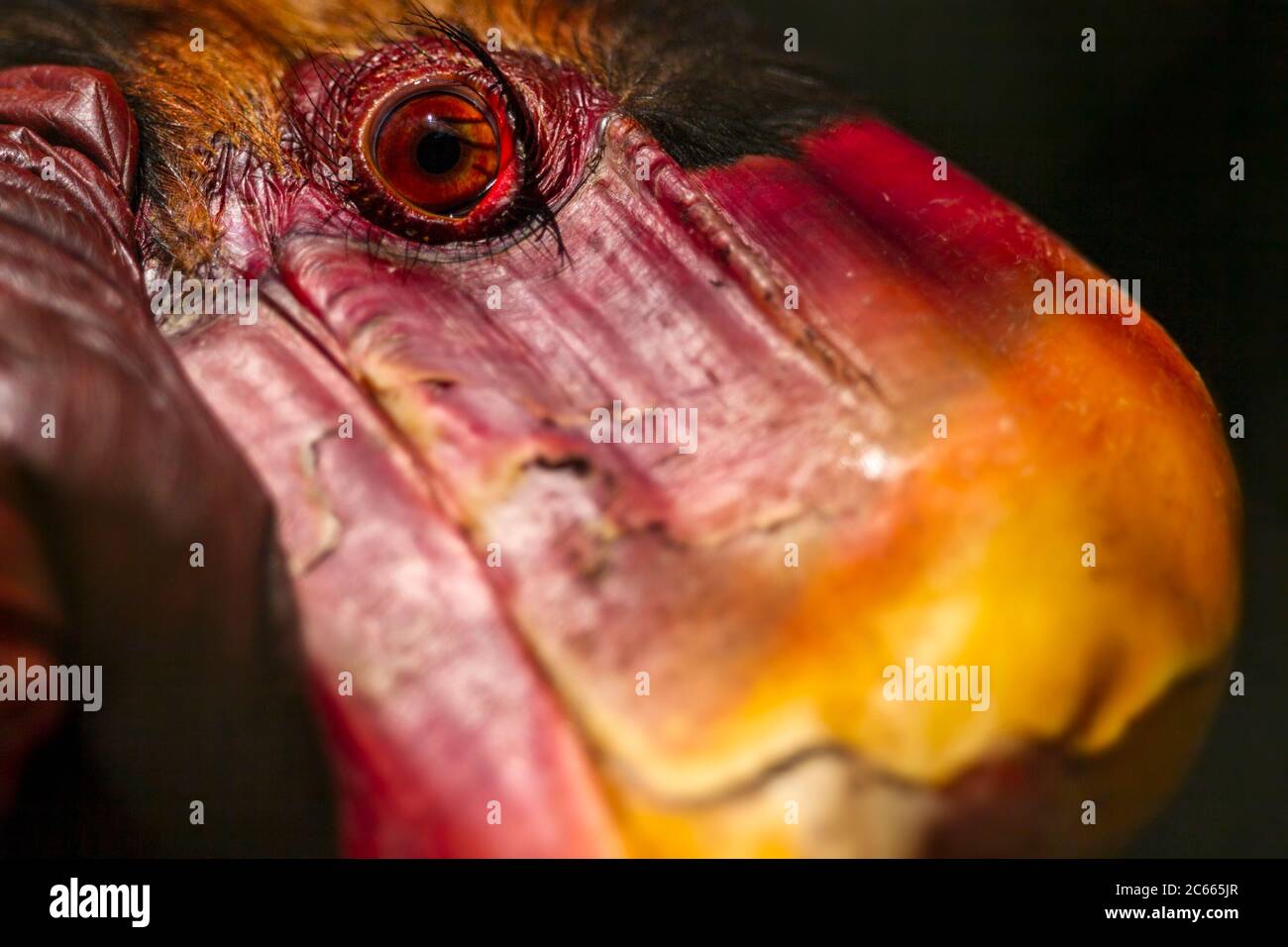Male Helmeted Hornbill (Captive), Penang Bird Park, Malesia. Foto Stock