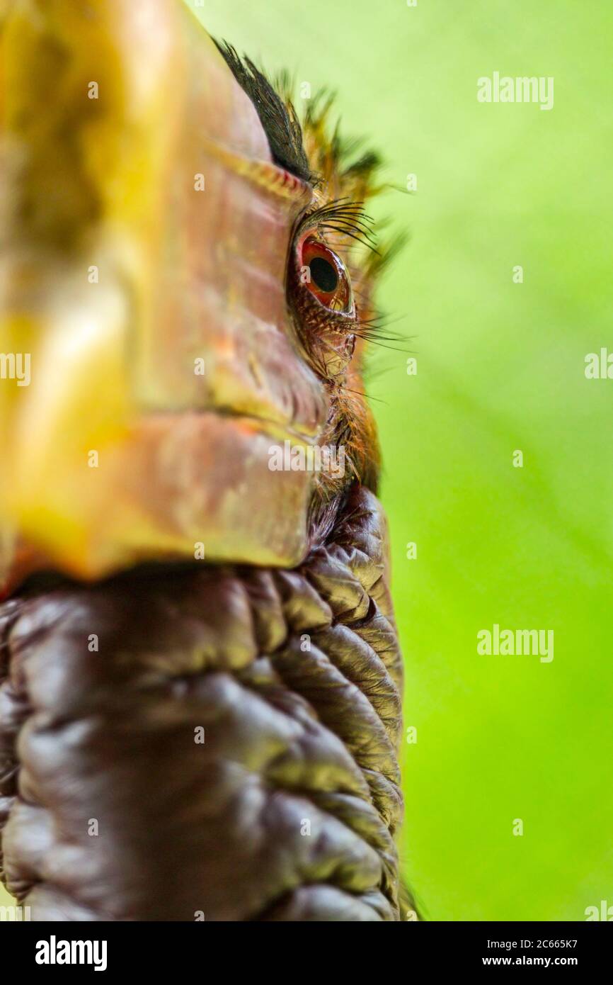 Male Helmeted Hornbill (Captive), Penang Bird Park, Malesia. Foto Stock