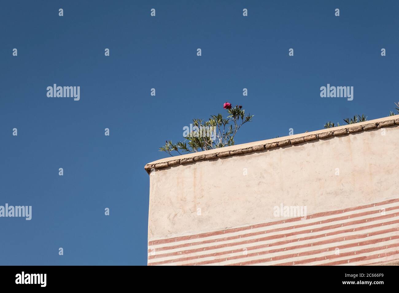 Rosa rossa fiorisce sulla sporgenza di un tasso a Marrakech, Marocco Foto Stock