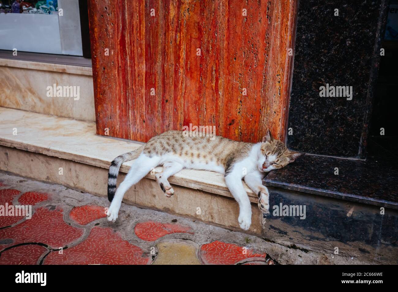 Gatto randagi a Mumbai India Foto Stock