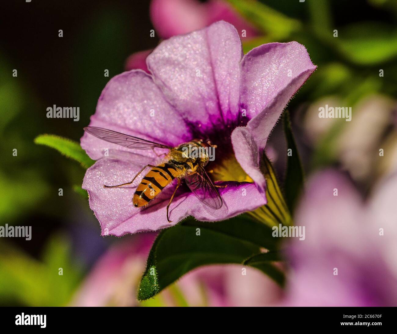 Le mosche sono della famiglia degli insetti Syrphidae. Come suggerisce il loro nome comune, sono spesso visti hovering o nectaring ai fiori. Foto Stock