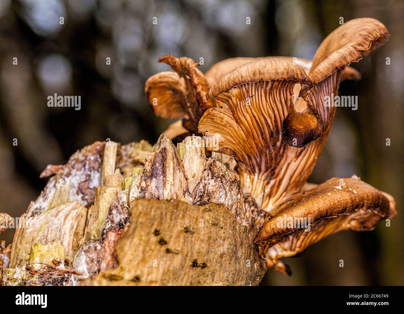 Bel fungo in zona boscosa in autunno Foto Stock