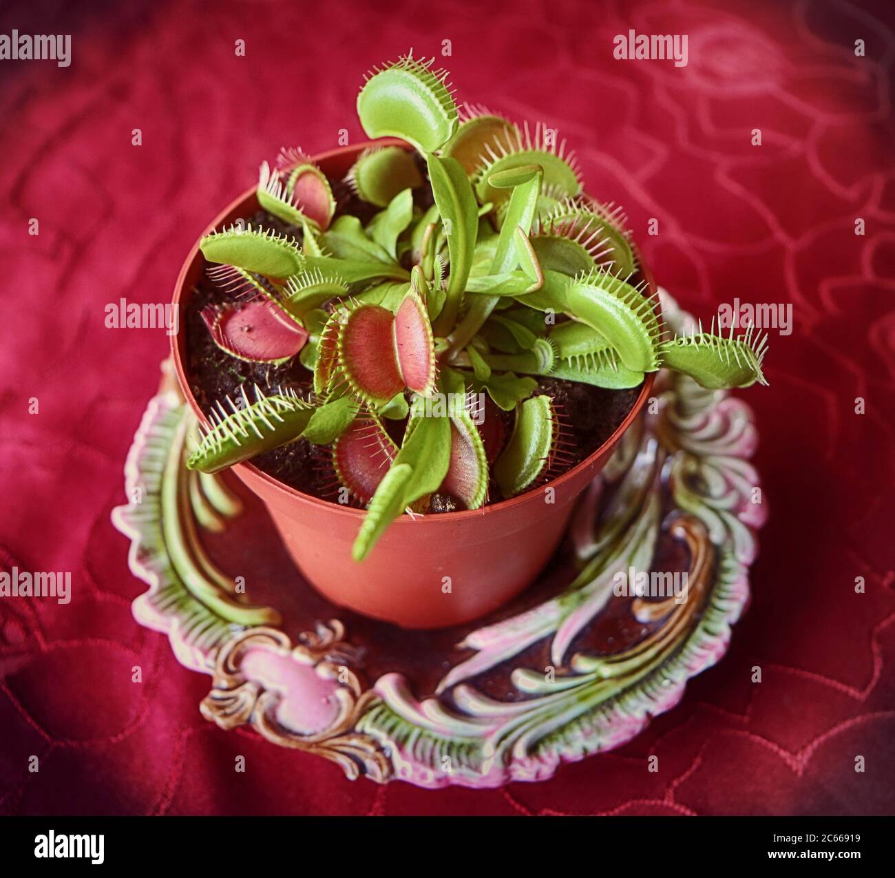 La flytrap di Venere (Dionaea muscipula) la pianta domestica carnivora  cattura insetti e ragni con le strutture di cattura alla fine delle foglie  Foto stock - Alamy