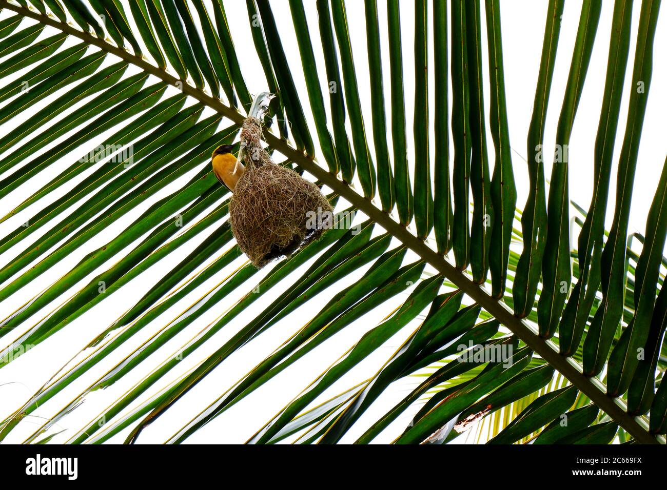 Un uccello tessitore & nido isolato sulla foglia di palma il suo nido-costruzione legando nodi rende il nido più sicuro Foto Stock