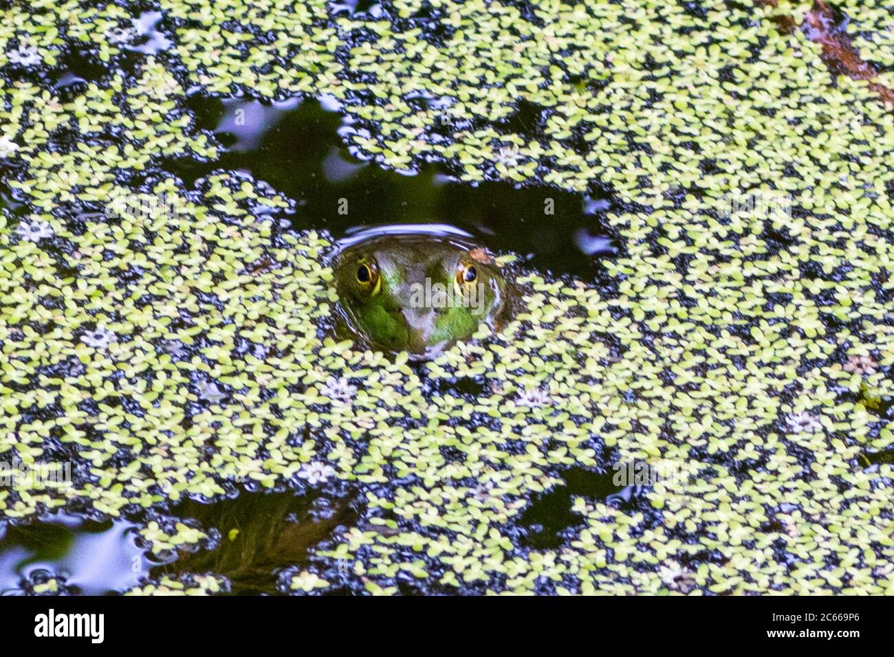 La rana attende pazientemente la cena per entrare in una gamma impressionante Foto Stock