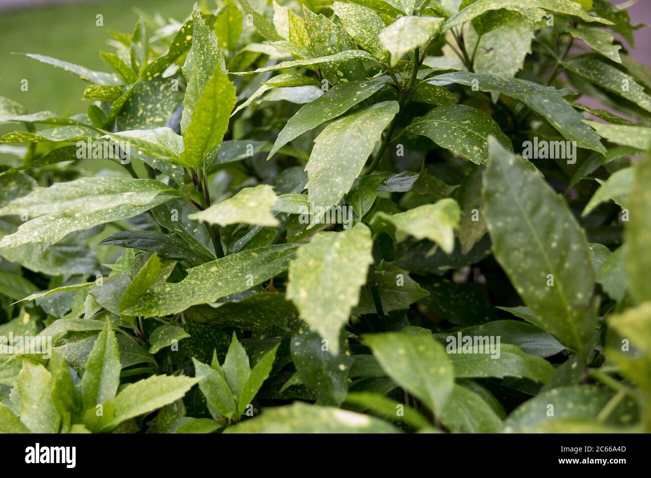 Foglie verdi con puntini gialli su di esse Foto Stock